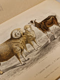 História Natural Ilustrada — Júlio de Matos