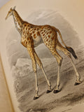 História Natural Ilustrada — Júlio de Matos