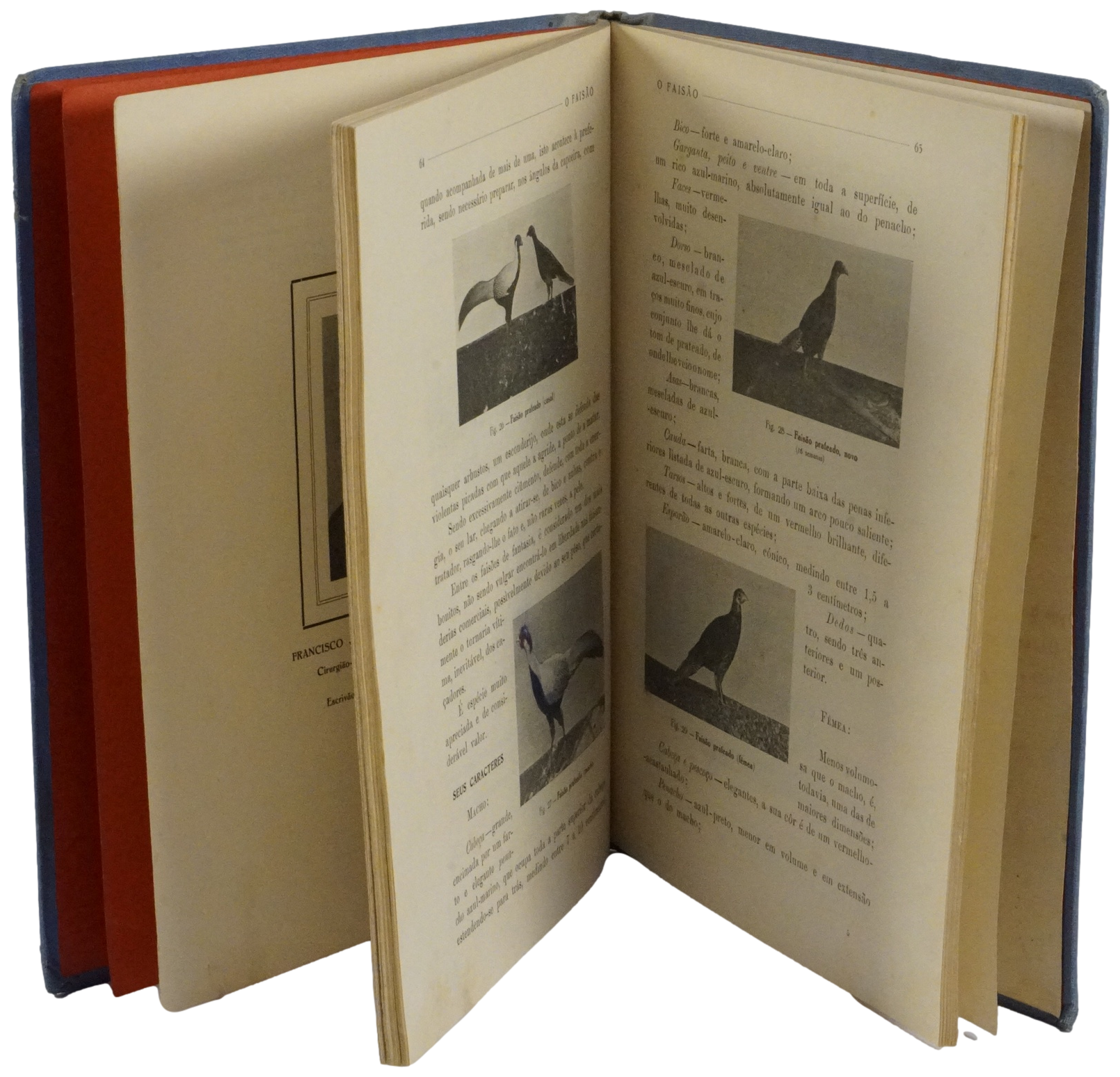 Faisão (O), image size:1610x1549