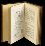 Revision del genero “quercus” en españa Livro Loja da In-Libris   