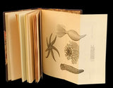 Echinodermes de Portugal -Augusto Nobre Livro Loja da In-Libris   