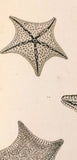 Echinodermes de Portugal -Augusto Nobre