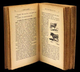SABE VER UMA CORRIDA DE TOUROS? Livro Loja da In-Libris   