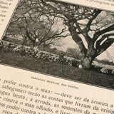 Terra Portuguesa - Revista Ilustrada de Arqueologia Artística e Etnografia